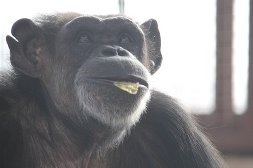 Annie potato peel in mouth