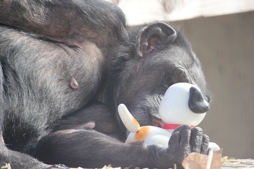web Jody enrichment kiss toy dog outdoor area IMG_1724