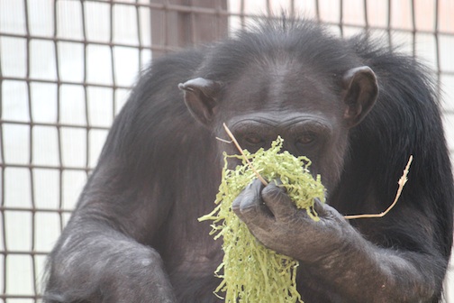 Annie with Easter grass