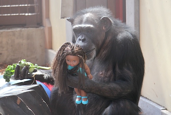 web Annie outside doll enrichment love a chimpanzee day greenhouse oa IMG_2753 Annie with doll