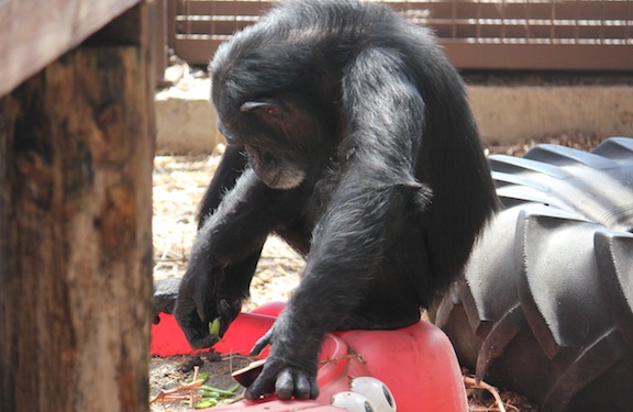 web Foxie getting peas sandbox love a chimpanzee day outside oa greenhouse IMG_2735 foxie pea picking