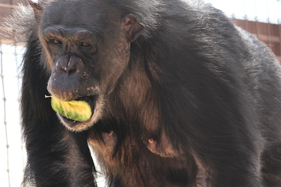 web Negra eat avocado love a chimpanzee day outside food oa greenhouse IMG_2743 negra avocado