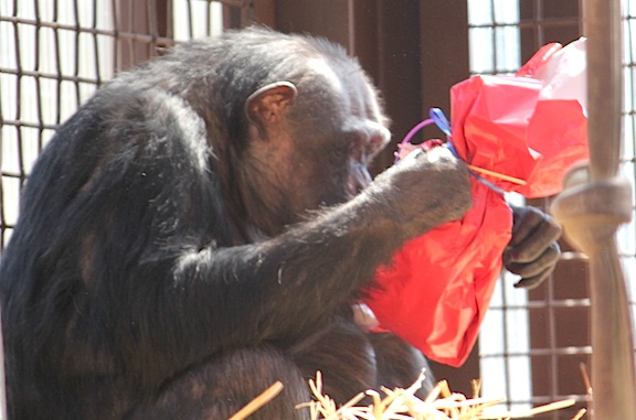 web Negra opening present love a chimpanzee day blurry enrichment outside oa greenhouse IMG_2728 negra opening gift