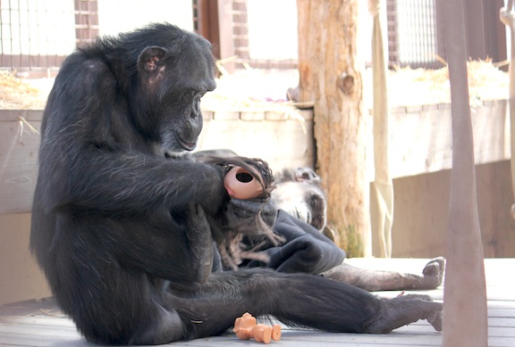 web foxie doll head enrichment outside oa greenhouse love a chimpanzee day IMG_2759 foxie with doll head