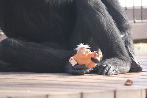 web troll doll large new enrichment outside oa greenhouse foxie hold foot 2 IMG_1613