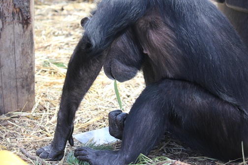 Annie watch herself eat bamboo in mirror