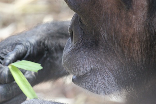 Annie eating bamboo leaf