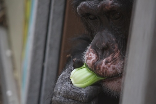 Burrito eating Bok Choy