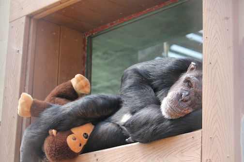 Jamie cuddling with stuffed chimp
