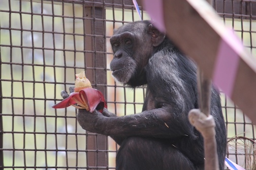 Jody eat banana blossom