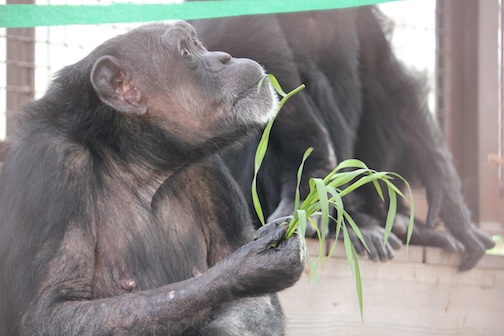  Jody eat grass
