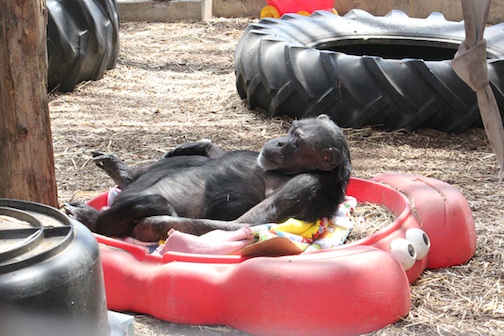 Jody's sandbox nest