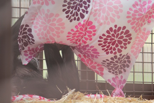 Jody with pillow