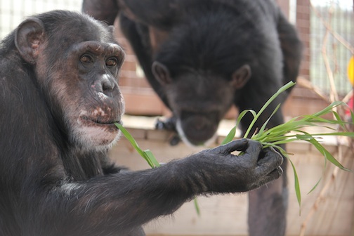 Missy eating grass