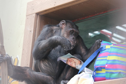 Missy go through gift bag
