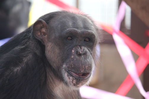 Negra rice cake face