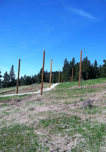 first double poles
