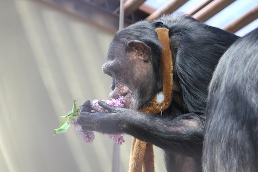 Jamie eating lilac flowers
