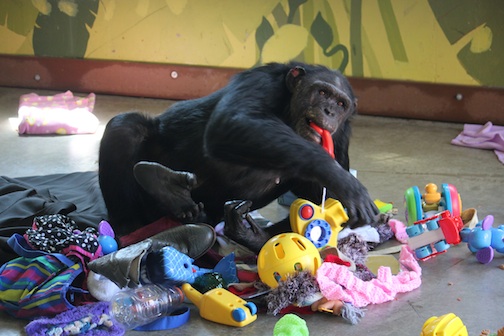 Jamie enrichment use toy pile phone nest playroom