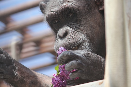 Jody and the lilac flowers