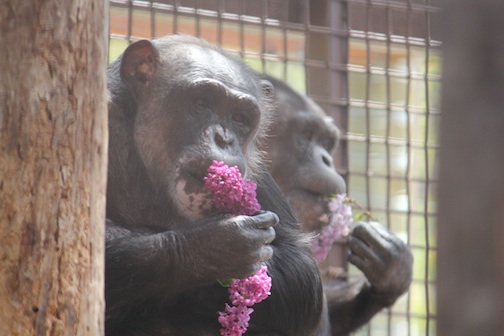 Negra and lilacs
