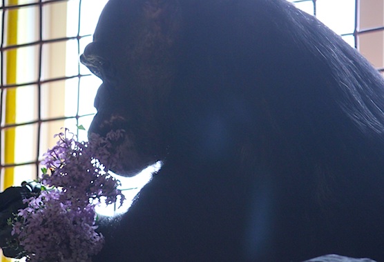 web Negra eating lilacs catwalk IMG_3881 Negra eating lilacs