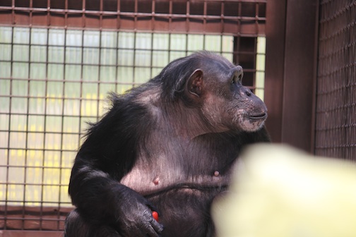 Negra gazing towards Young's Hill