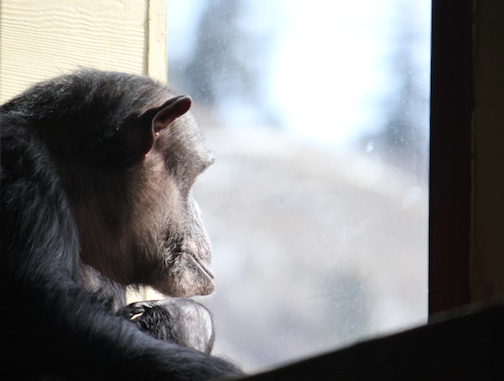 web Negra look out window playroom IMG_1772 Negra gazing outside
