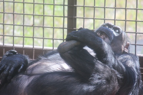 Negra happy baby pose