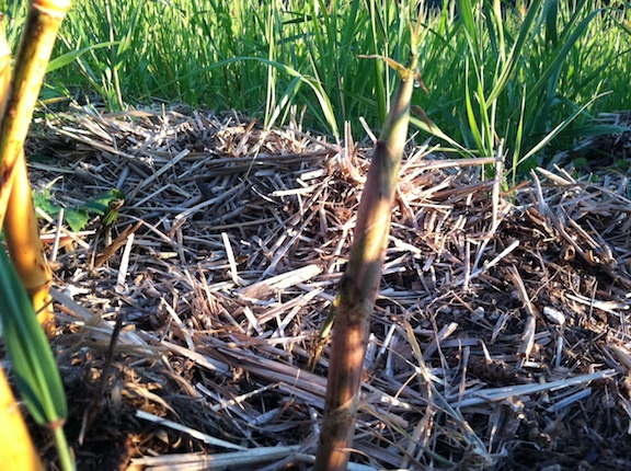web bamboo shoot bamboo shoot
