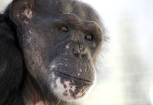 Negra