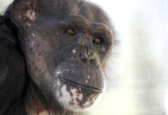 Negra