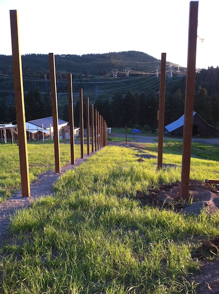 almost all fence posts