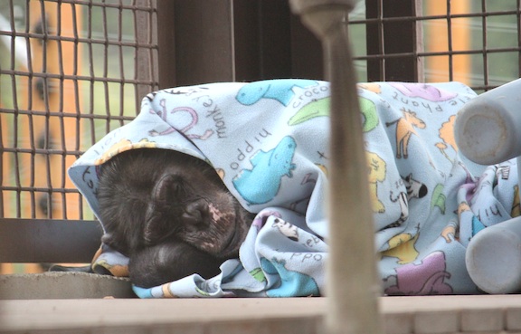 Missy under blanket
