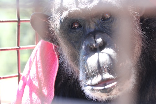 Negra