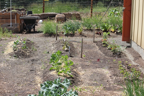 web garden beds south side IMG_4850