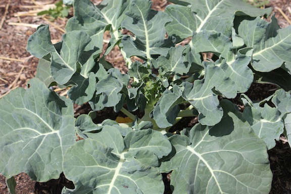 web garden kale zone 2 IMG_4848