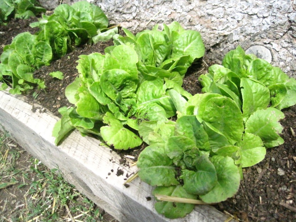web garden lettuce IMG_8410