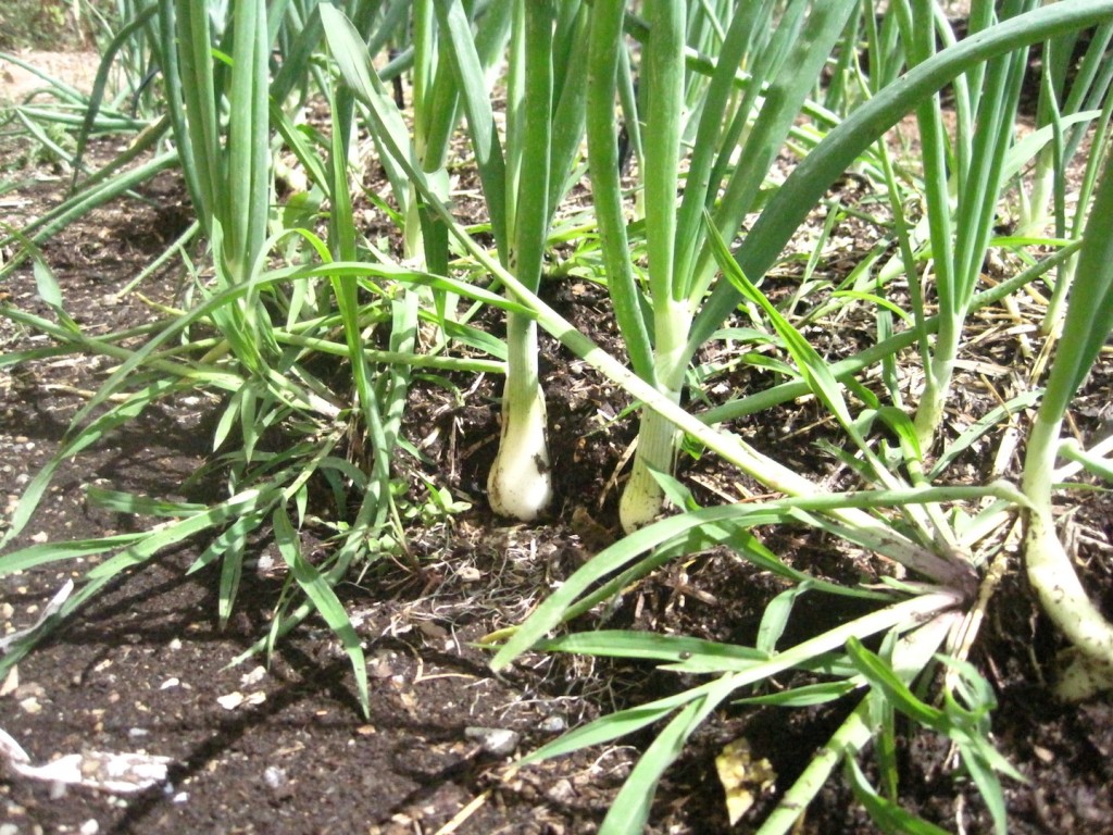 web garden onion IMG_8396
