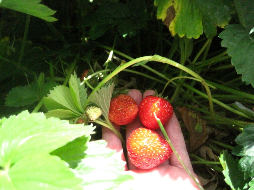web garden strawberries IMG_8397