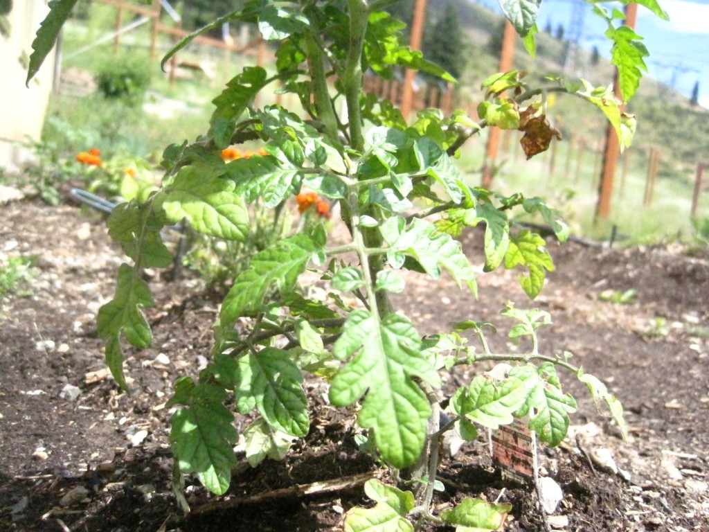 web garden tomato IMG_8394
