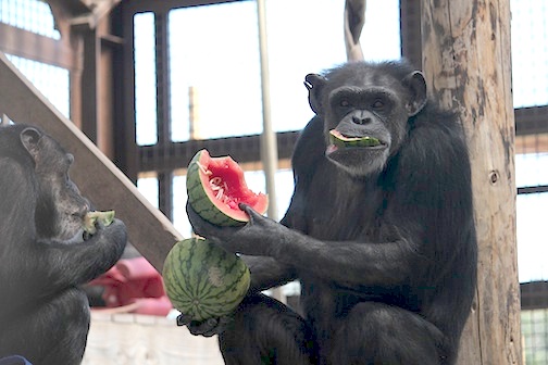 web-light-Annie-watermelon-food-eat-forage-funny-face-outdoor-area-IMG_4688