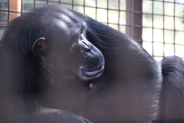 Relaxed Negra