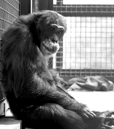 web bw burrito sit like james dean