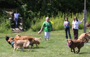 Doggie Dash