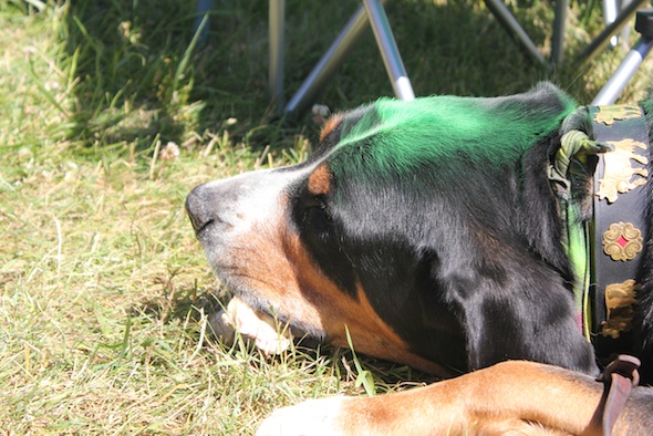 web trolled doggie olympics IMG_5086 trolled pup