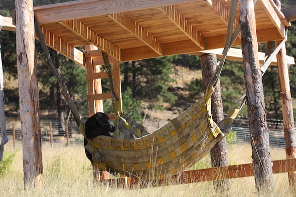 web Missy in hammock IMG_0032