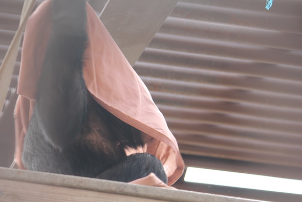 Missy building nest under sheet