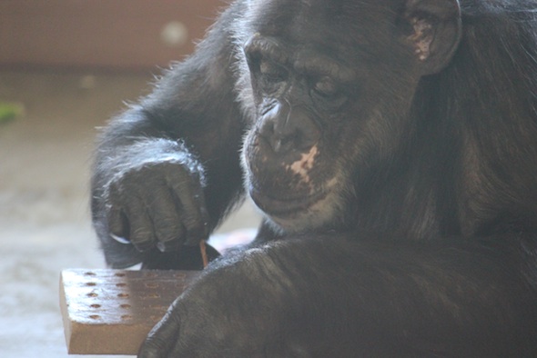 Missy puzzle enrichment raisin boards tool use