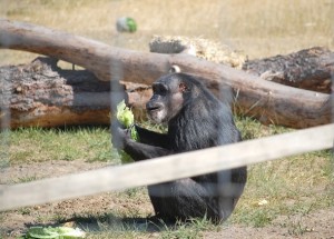 Negra on the hill eating lettuce